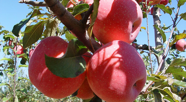 蘋果冷藏庫,蘋果預(yù)冷