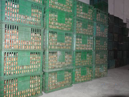 鮮蛋保鮮冷庫貯藏方法，雞蛋保鮮冷庫保鮮技術