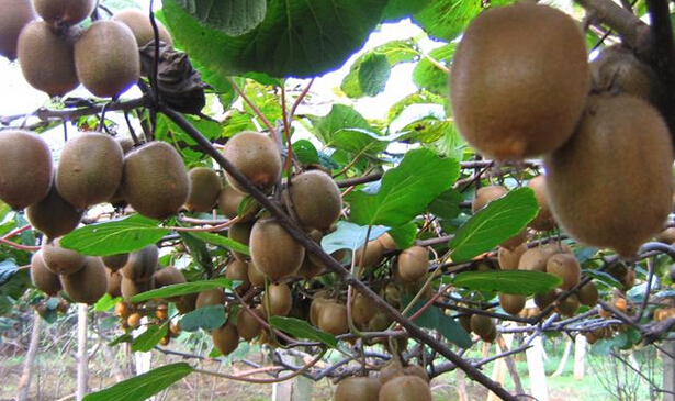 果蔬獼猴桃冷庫設計方案