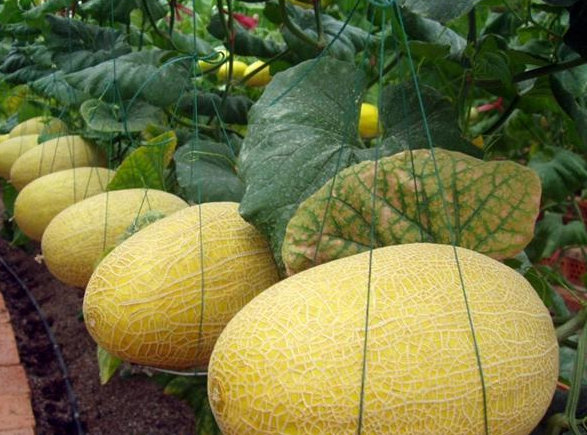 設(shè)計(jì)一個(gè)500噸哈密瓜保鮮庫要求，哈密瓜冷庫建造費(fèi)用